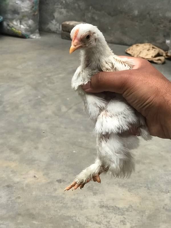 Top quality Bentam chicks are available for sale 4