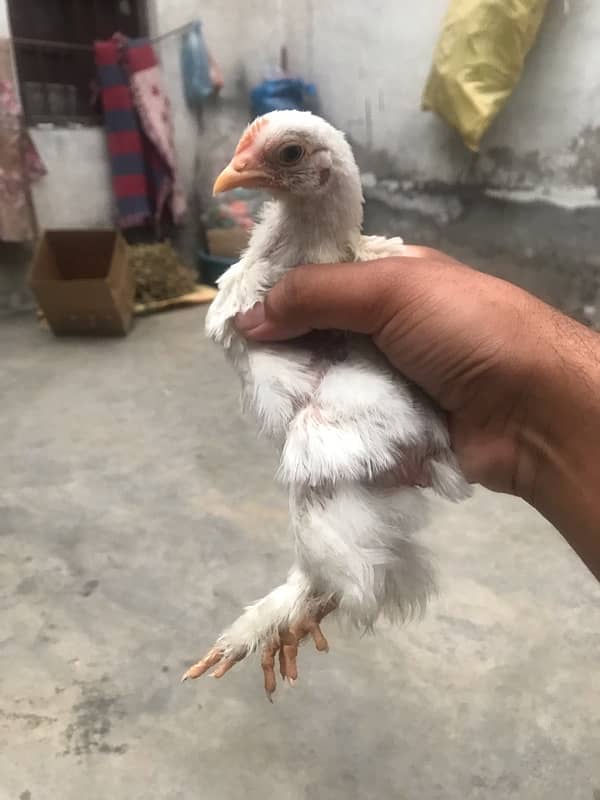 Top quality Bentam chicks are available for sale 5