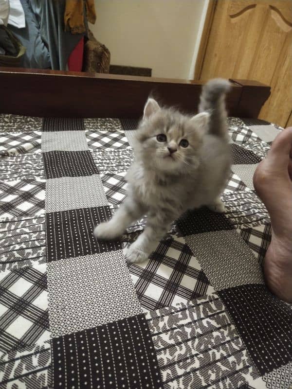 kittens 0