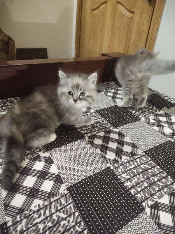 kittens 2