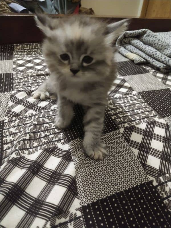kittens 3