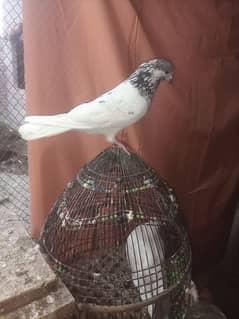 Male