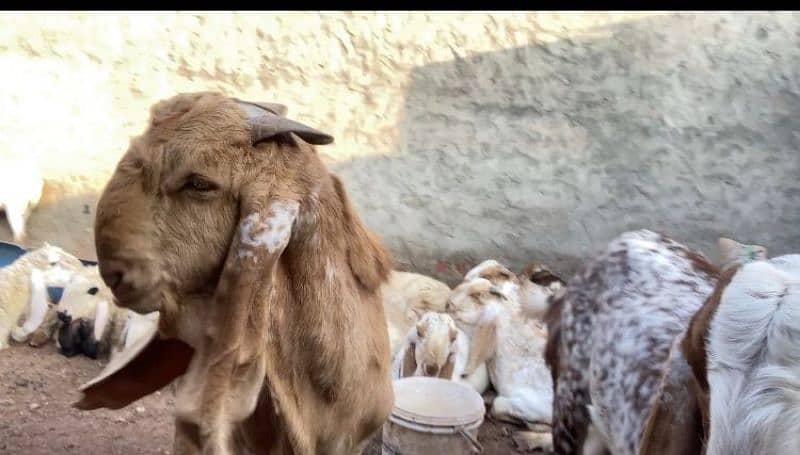 7 Khassi bakra for sale 0