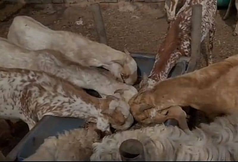 7 Khassi bakra for sale 3