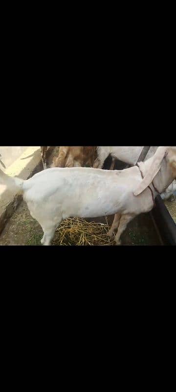 7 Khassi bakra for sale 4