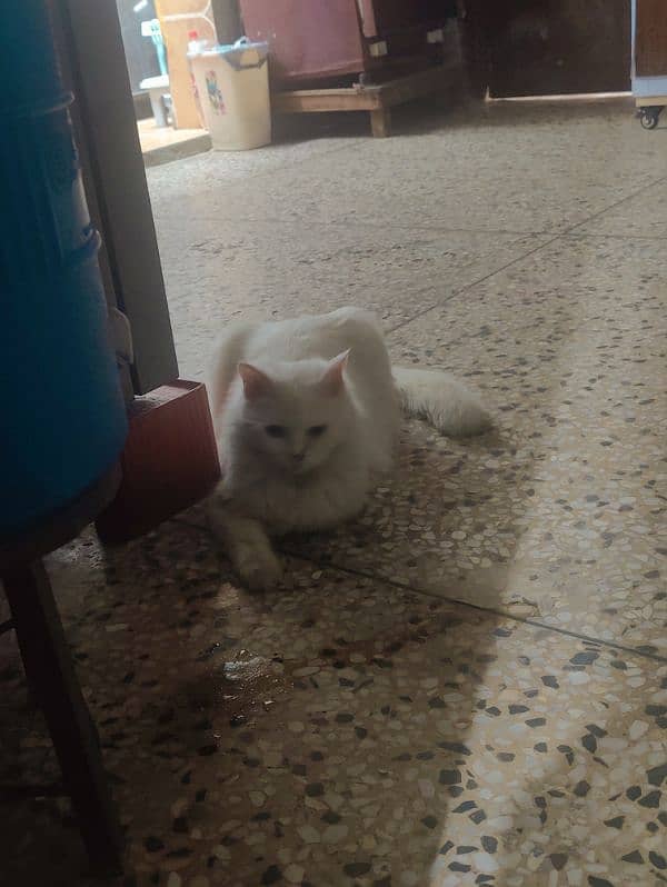 Persian cat 0