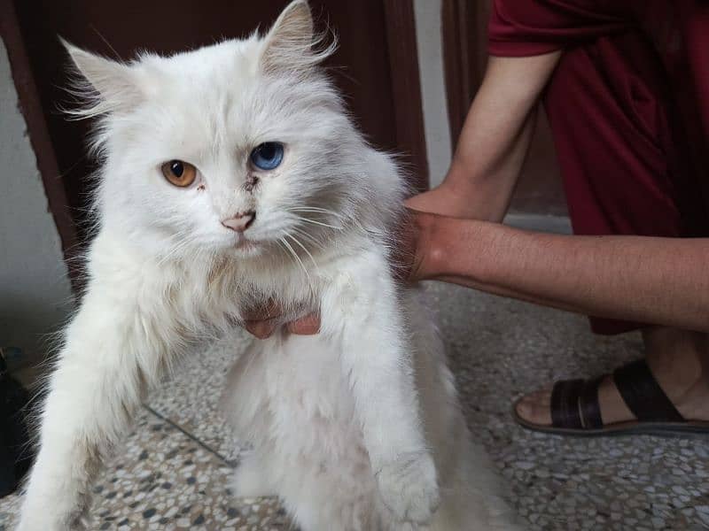 Persian cat 1