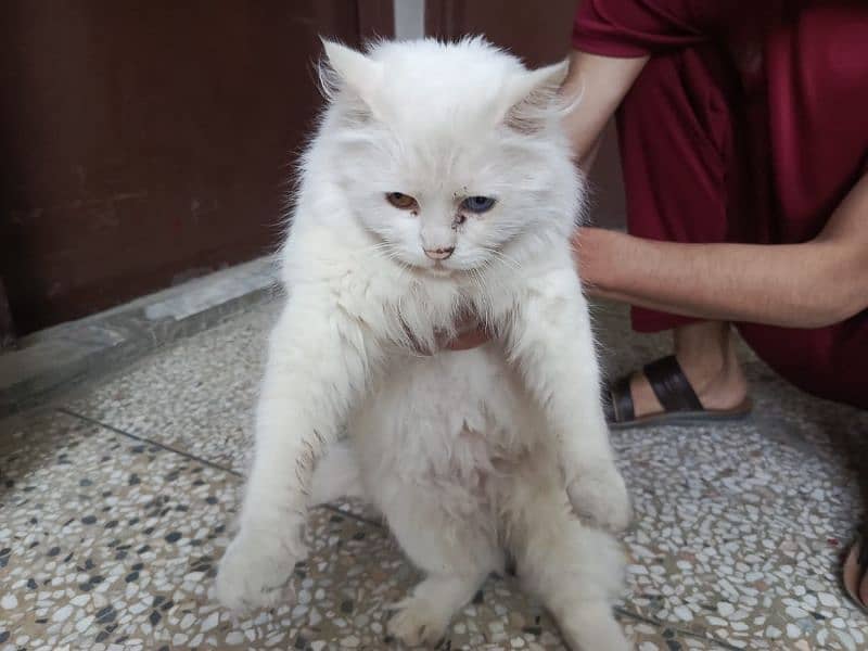 Persian cat 2