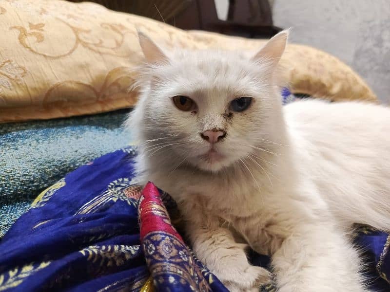 Persian cat 3