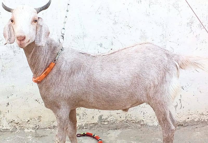2 Gulabi Bakra For Sale 2