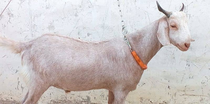 2 Gulabi Bakra For Sale 4