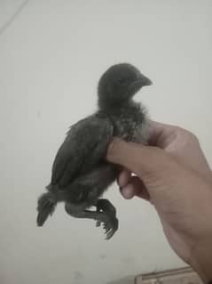 ayam cemani and other chicks