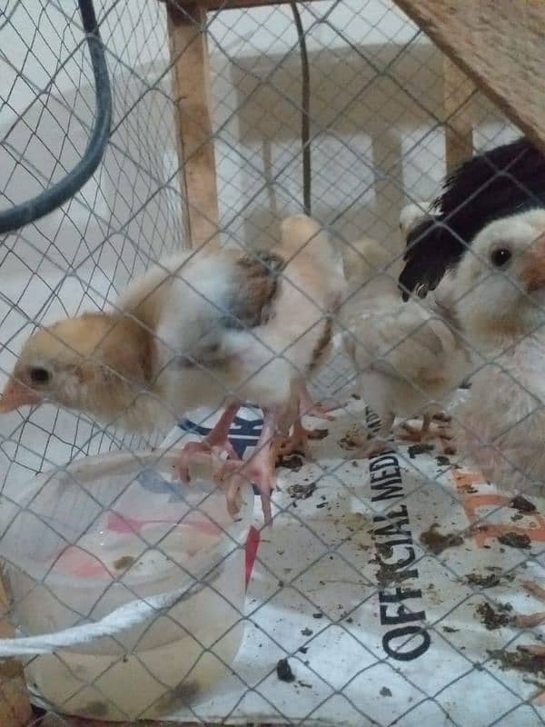 ayam cemani and other chicks 1
