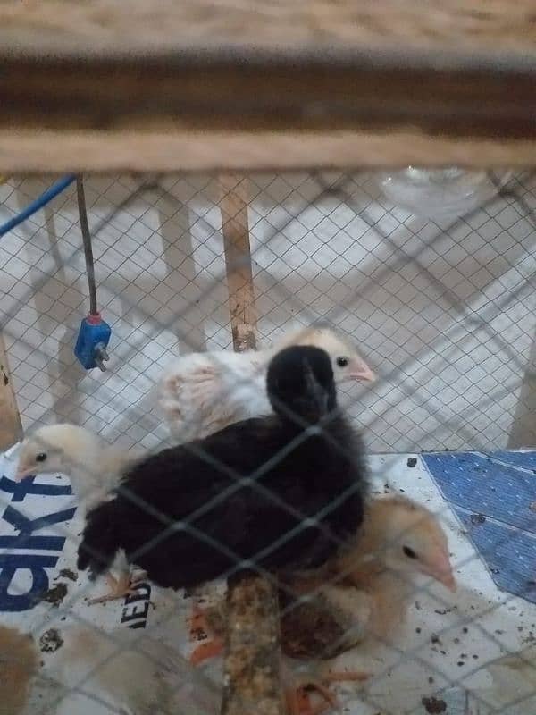 ayam cemani and other chicks 2