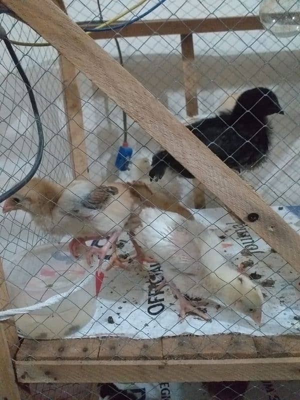 ayam cemani and other chicks 3