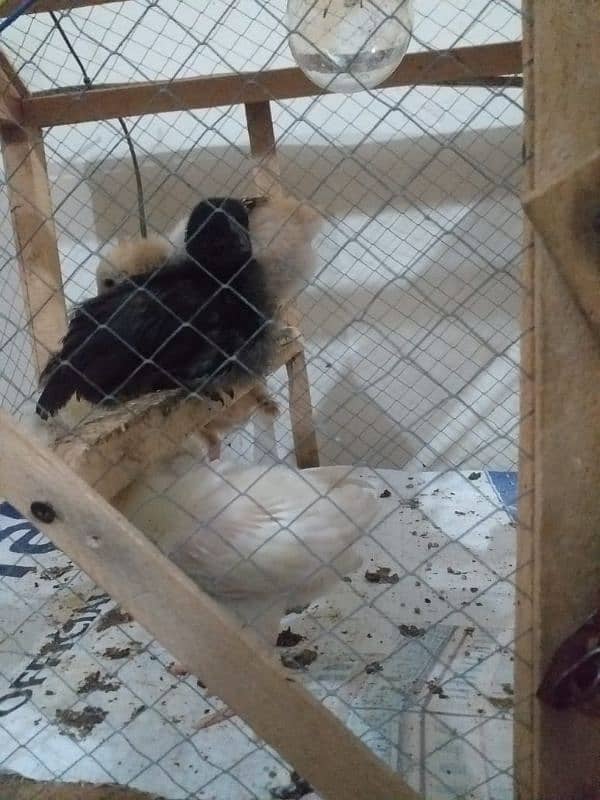 ayam cemani and other chicks 4
