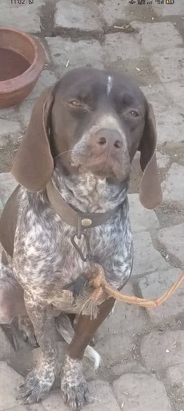 Pointer Puppy for sale 2