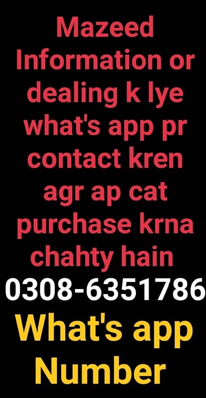 CASH ON DELIVERY SERVICE Good Quality Persian kitten or cat Babies 1