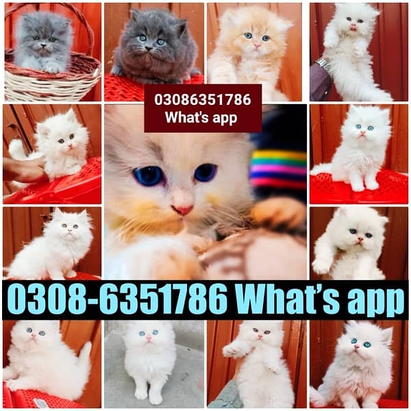 CASH ON DELIVERY SERVICE Good Quality Persian kitten or cat Babies 11