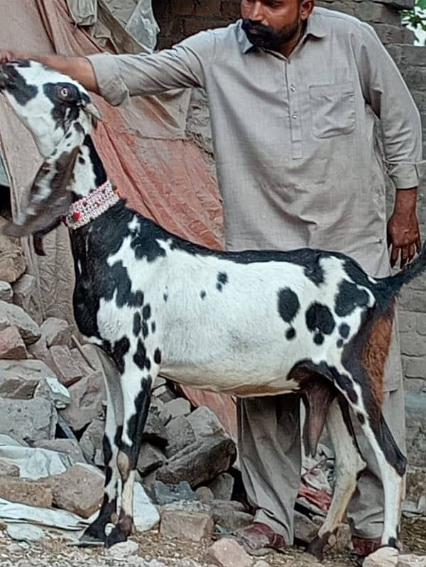 Betal Dabi Bakri Confram 3 Month Ki 100 % Gaban 0