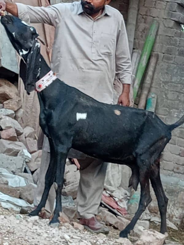 Betal Dabi Bakri Confram 3 Month Ki 100 % Gaban 4