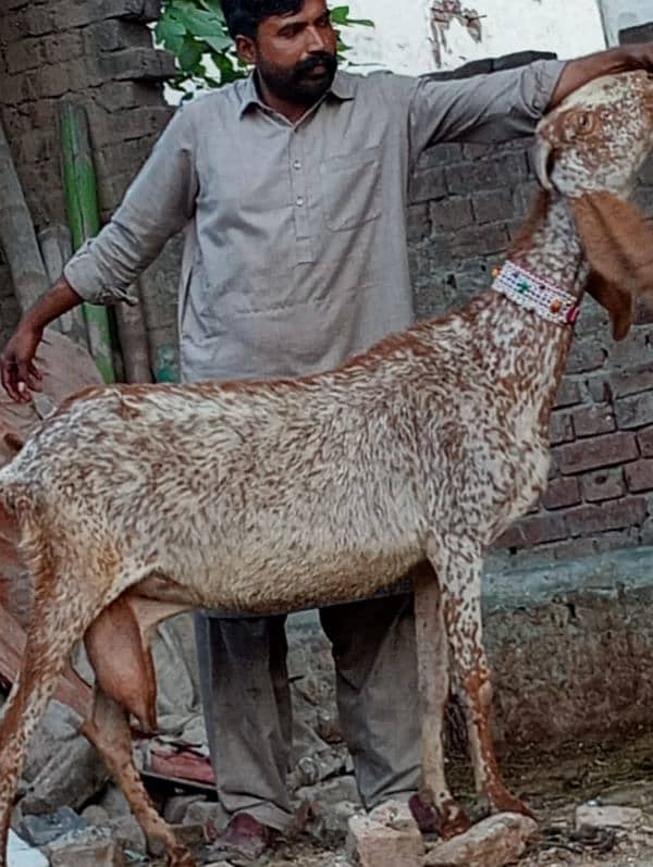 Betal Dabi Bakri Confram 3 Month Ki 100 % Gaban 5