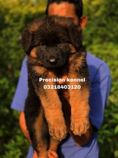 German shepherd Long Hair pink pedigree microchipped imported  puppies