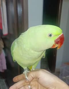 2 Raw parrots in jumbo size  talkative and fully hand tame