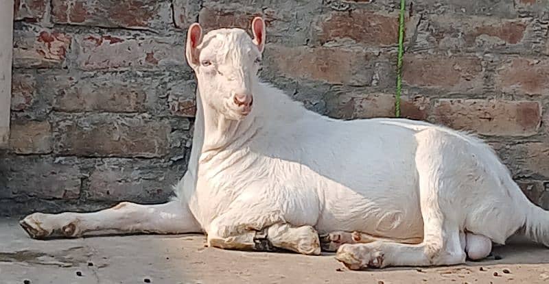 supreme quality Teda 2 dant. active and healthy, 0