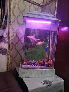 fish aquarium