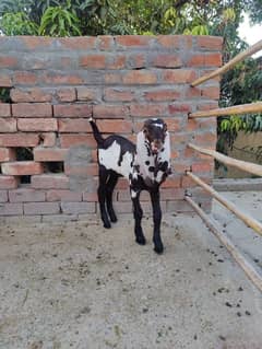 Beetal Breeder Quality Male kid