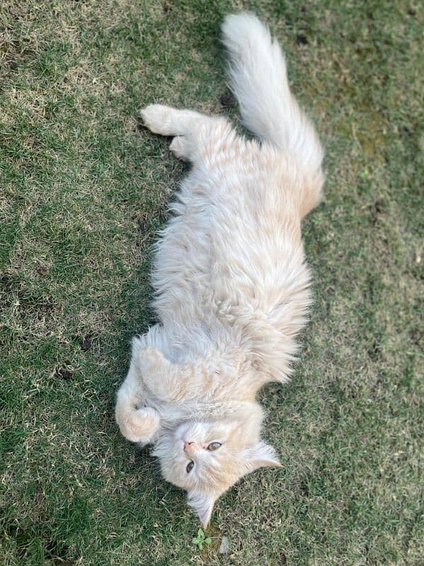 Persian cat for sale 0