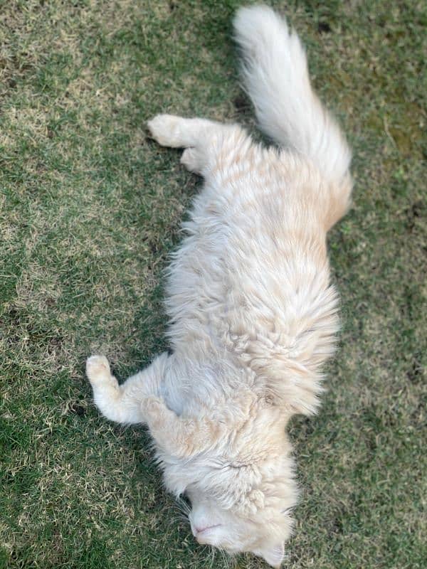 Persian cat for sale 1