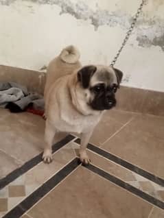 pug