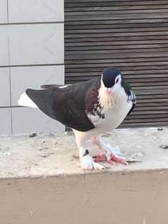 Big
