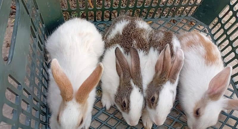 Rabbit Pair For Sale 0