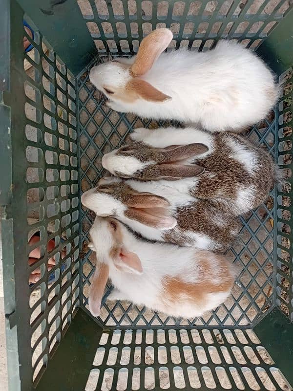 Rabbit Pair For Sale 1