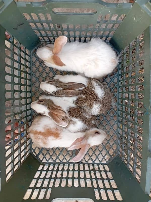 Rabbit Pair For Sale 2