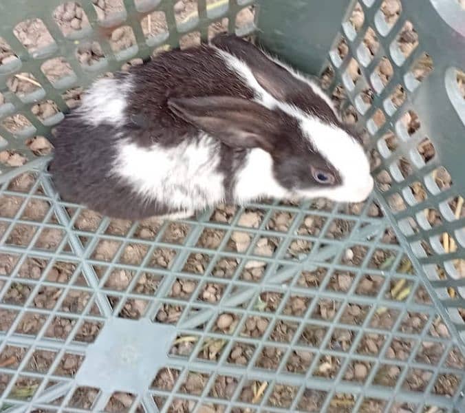 Rabbit Pair For Sale 3
