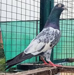 Pigeon nr available for sale 0308-5000940