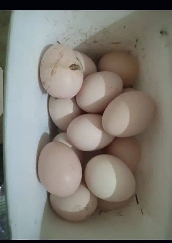 aseel fertile egg for sale 0
