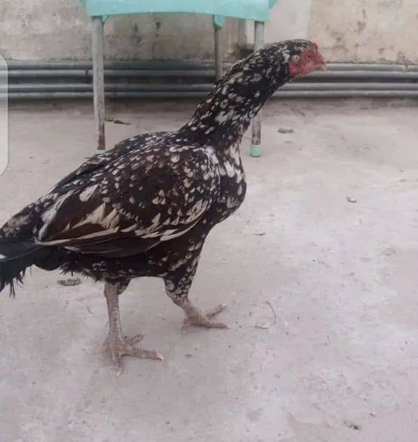 aseel fertile egg for sale 1