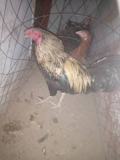 for sale