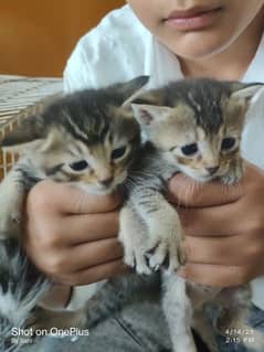 kittens tabby breed