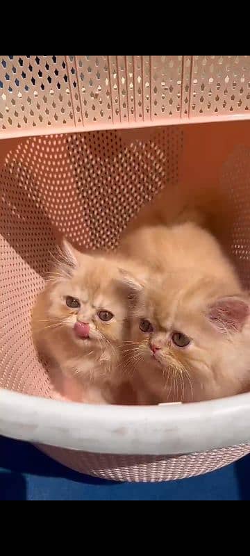 Persian kitten Punch face 0
