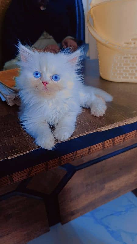 white male kitten for sale 0