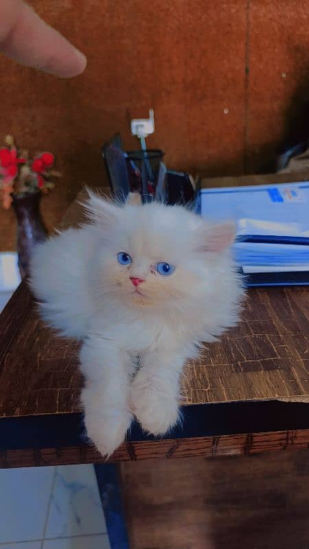 white male kitten for sale 1