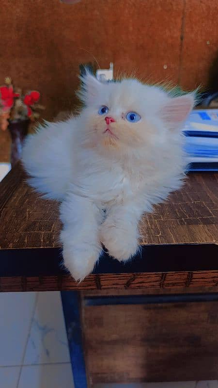white male kitten for sale 2