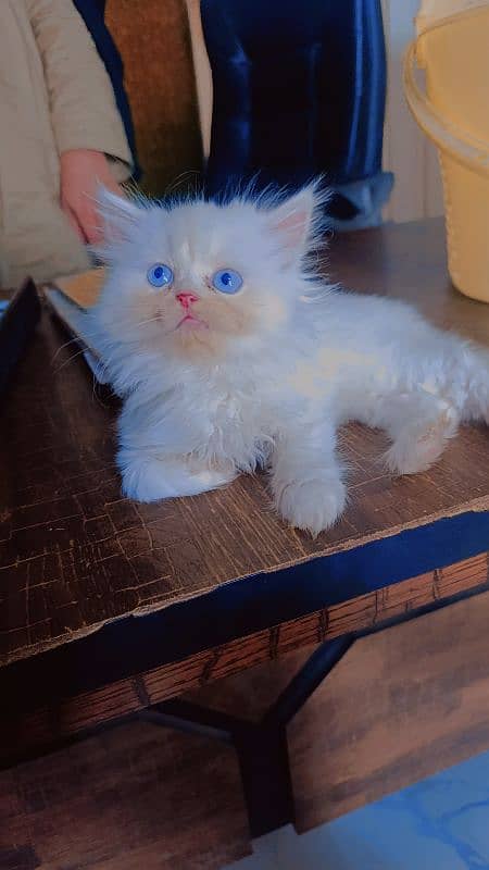 white male kitten for sale 3