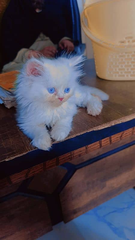 white male kitten for sale 4